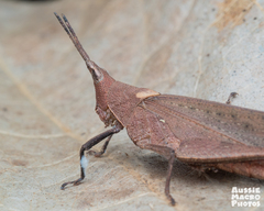 Desmoptera truncatipennis