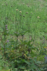 Cephalaria alpina