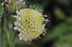 Cephalaria alpina