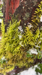 Kindbergia oregana