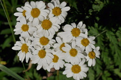 Tanacetum corymbosum