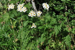 Tanacetum corymbosum