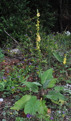Verbascum nigrum