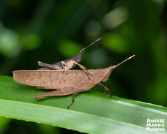 Desmoptera truncatipennis