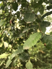 Nothofagus obliqua