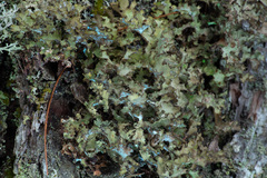 Tuckermanopsis americana