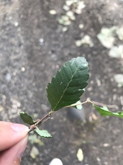 Nothofagus obliqua