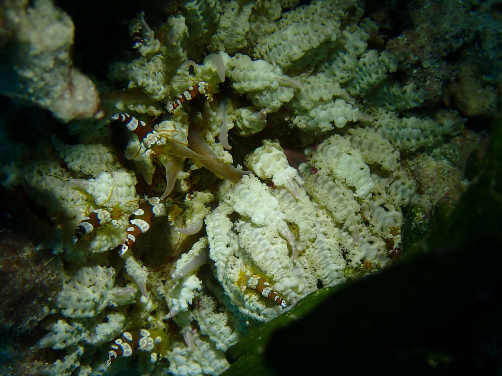 Squat anemone shrimp