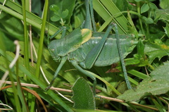 Polysarcus denticauda