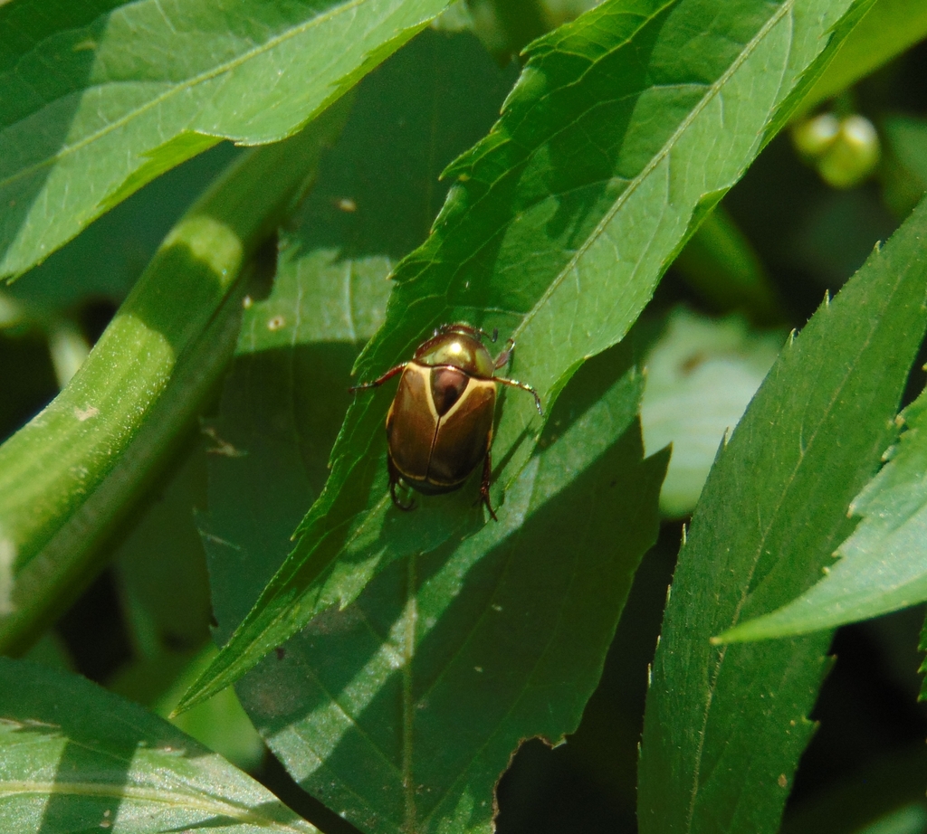 Paramacraspis hemichlora