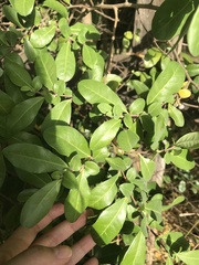 Azara integrifolia