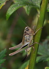 Metrioptera brachyptera