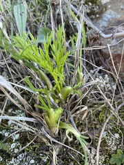 Lomatium utriculatum