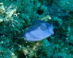 Rhopalaea