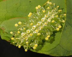 Dalceridae