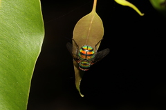 Rutilia