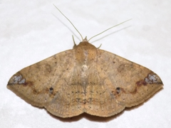 Ericeia inangulata
