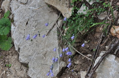 Campanula cochleariifolia