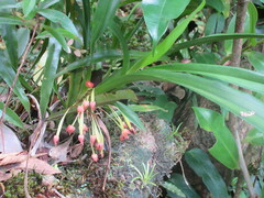 Russelia equisetiformis