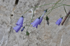 Campanula cochleariifolia