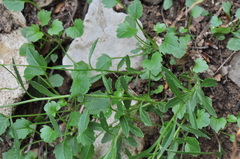 Campanula cochleariifolia