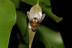 Rutilia