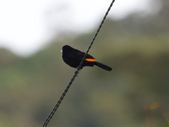 Ramphocelus flammigerus