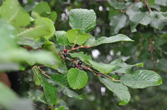 Rhamnus alpina