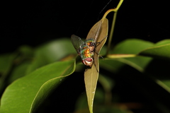 Rutilia