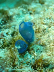 Rhopalaea