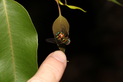 Rutilia