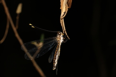 Suhpalacsa subtrahens