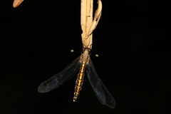 Suhpalacsa subtrahens