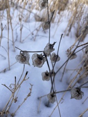 Physalis neomexicana