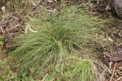 Poa sieberiana