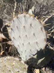 Opuntia lindheimeri
