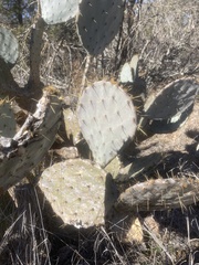 Opuntia lindheimeri