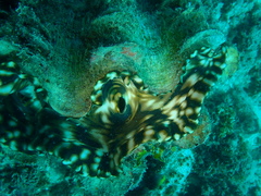 Tridacna squamosa