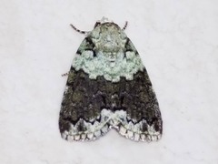 Blenina squamifera