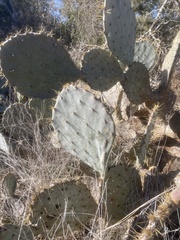 Opuntia lindheimeri