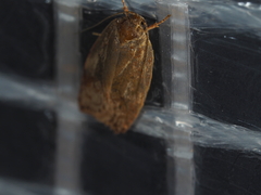 Oligoloba severa