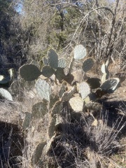 Opuntia lindheimeri