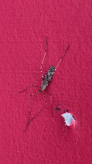 Amphineurus hudsoni