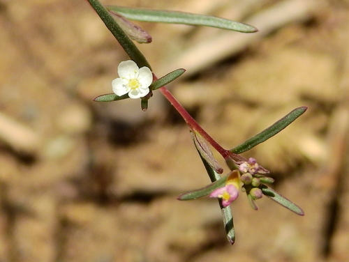 Image of Gayophytum humile by (c) Guillermo Debandi, some rights reserved (CC BY)