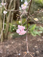 Viburnum farreri