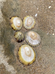 Cellana tramoserica