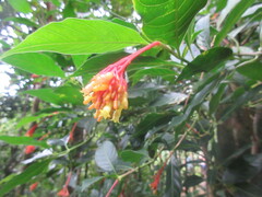Palicourea crocea