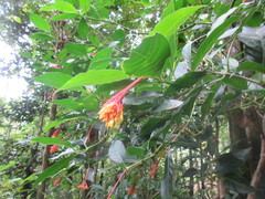 Palicourea crocea