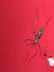 Amphineurus hudsoni