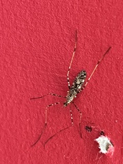 Amphineurus hudsoni